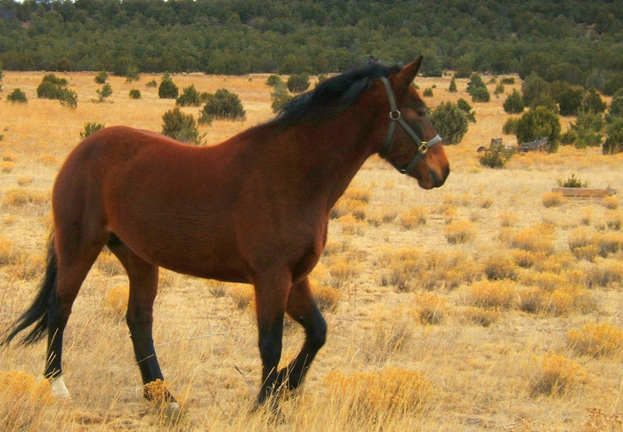 cropped image of a horse